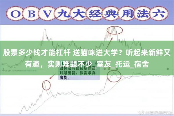 股票多少钱才能杠杆 送猫咪进大学？听起来新鲜又有趣，实则难题不少_室友_托运_宿舍